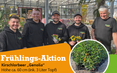 Frühlings-Aktion
