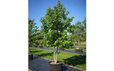 Amberbaum